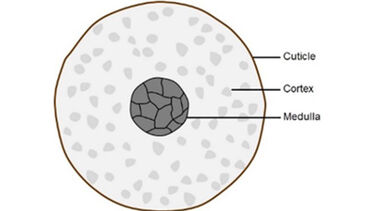 Schematic of the cross-section of the hair fibre illustrating the cuticle, cortex and medulla.