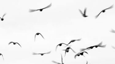 Crowded - Jiajin Liang