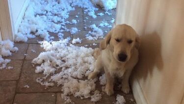 Bringing up Baby - Sarah Hodson