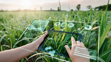 A farm worker using a digital tablet With Virtual Reality Artificial Intelligence for analysing plant disease in sugarcane agriculture fields.