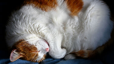 A photo of IDCMC cat