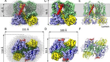 cytochrome bc1 with subunit IV