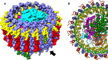 RC-LH1 complex from Viridis