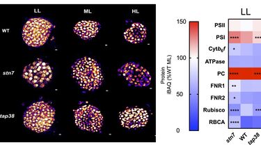 Proteomic comparison of phospho mutants