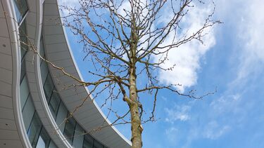 A bare tree without leaves, against a blue sky and the curve of a building behind it. 