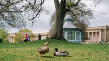 Photograph of ducks in Weston Park