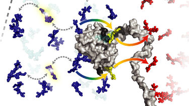 Phycobillisome energy transfer