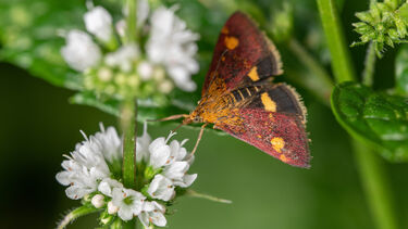 Moth resting on a flower