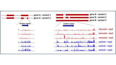 two examples of heritable reduction in DNA methylation in F1 progeny from diseased (stressed) and healthy (control) Arabidopsis plants. 