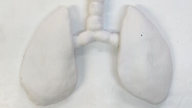 Artwork: ceramic lungs by Louise Atkinson