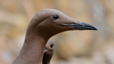 A close up shot of a guillemot