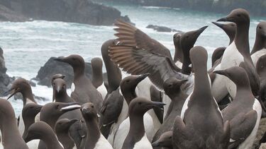 A group of guillemots nesting together