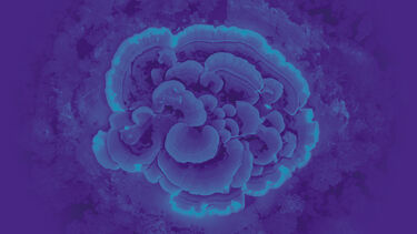 An abstract colourised visualisation of a data set