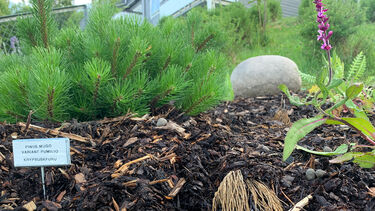 Neighbourhood Planting Project in Greater Oslo, Norway