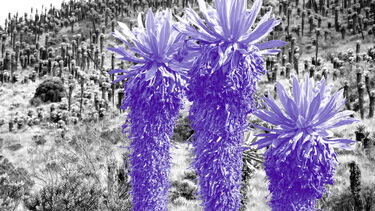 Frailejones on in the paramo in Colombia