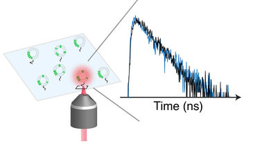 Single molecule study on LHCII clustering
