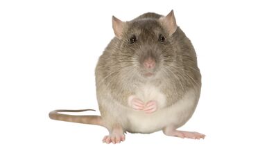 a rat