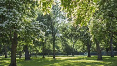 Image of trees in a forest