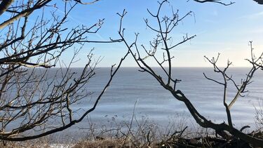 Beech with dried tress in front with the sea in the distance