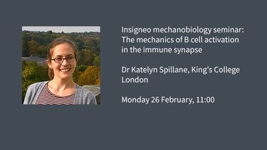 Insigneo mechanobiology seminar: The mechanics of B cell activation in the immune synapse  Dr Katelyn Spillane, King's College London  Monday 26 February, 11:00