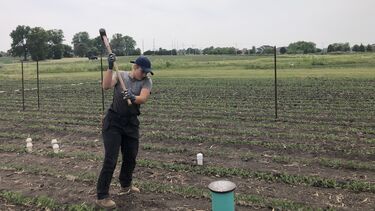 A photo showing Mary Durstock sledge hammering a respiration collar into hard earth at the field site