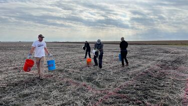 A photo showing four RockFACE staff members spreading basalt by hand on the test plot. The grass is white from the basalt application. 