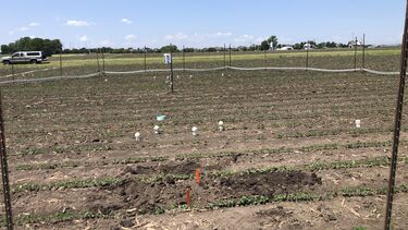 A photo showing mesh pouches of basalt buried in soil at the RockFACE field site