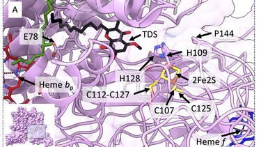 Photosynthetic control