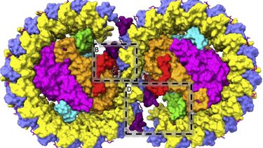 Lipid binding in RC-LH1 complex