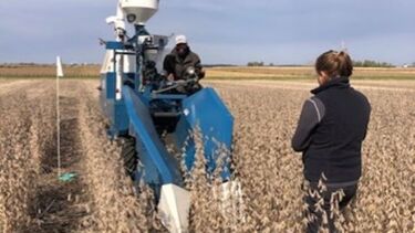 A photo showing a row of soybean crops in a field about to be harvested by machine