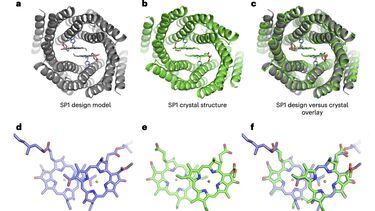 Photosynthesis Dimer