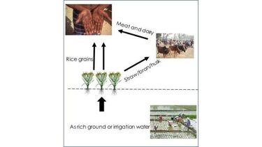 A diagram showing how arsenic enters the food chain, either directly by people eating rice, or indirectly through rice straw fed to ruminants