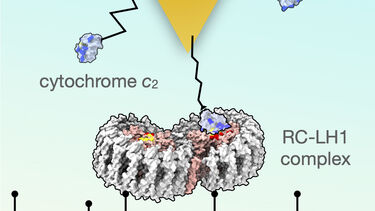 Single-molecule detection of the encounter complex