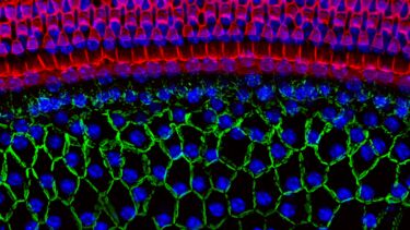 microscopic image of cells in the ear
