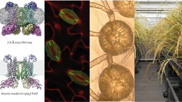 scientific images of plant cells