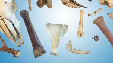 Image of different bones