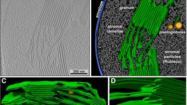 Cryo electron tomography of intact spinach chloroplasts
