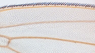 Image of fly wing tissue under a microscope