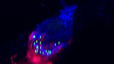 Sam hair cell side view