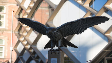 Peregrine Falcon in flight in front of The Diamond 