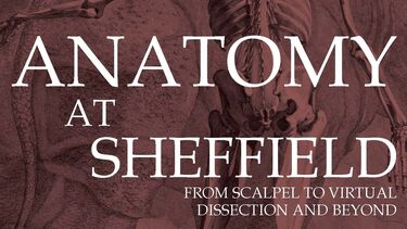 Anatomy exhibition skeleton design