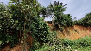 A rainforest in Africa where evidence of the earliest human ancestors were found