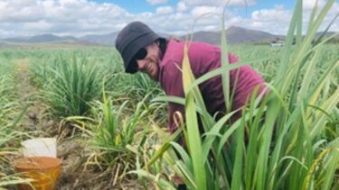 Soil sampling at the Howe field trial site in 2018. (Photo: Kalu Davies)