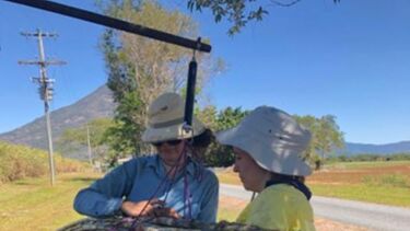 Measuring cane biomass in the Hesp field trial in 2019 (Photo: Kalu Davies).
