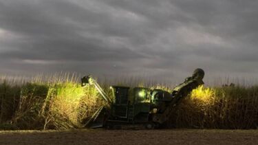 Harvesting the Howe field trial in 2020 (Photo: Paul Nelson).
