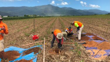 Installing drainage flux meters in the Hesp field trial in 2022 (Photo: Fred Holden).
