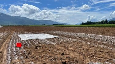 Spreading lime on sub-plots in the Hesp field trial in January 2024 (Photo: Fred Holden).