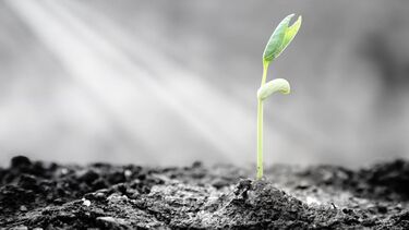 A green sprout growing from dark soil