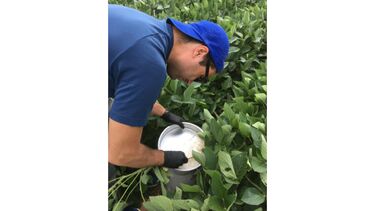 Dr Dimitar Epihov, on a research visit from the UK, samples soybean nodules to look at microbial community responses to basalt application