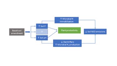 Research in 2019 focused on identifying potential mechanisms driving the reduction in soil N2O emissions upon basalt addition in Illinois soils.